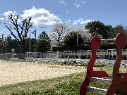 春満開🌸園庭遊び日和♪